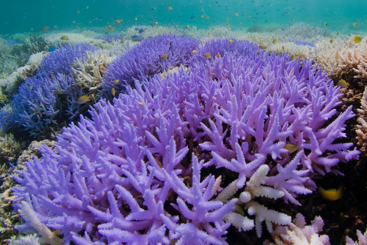 Scientists solve the mystery of why some corals change color when pressed