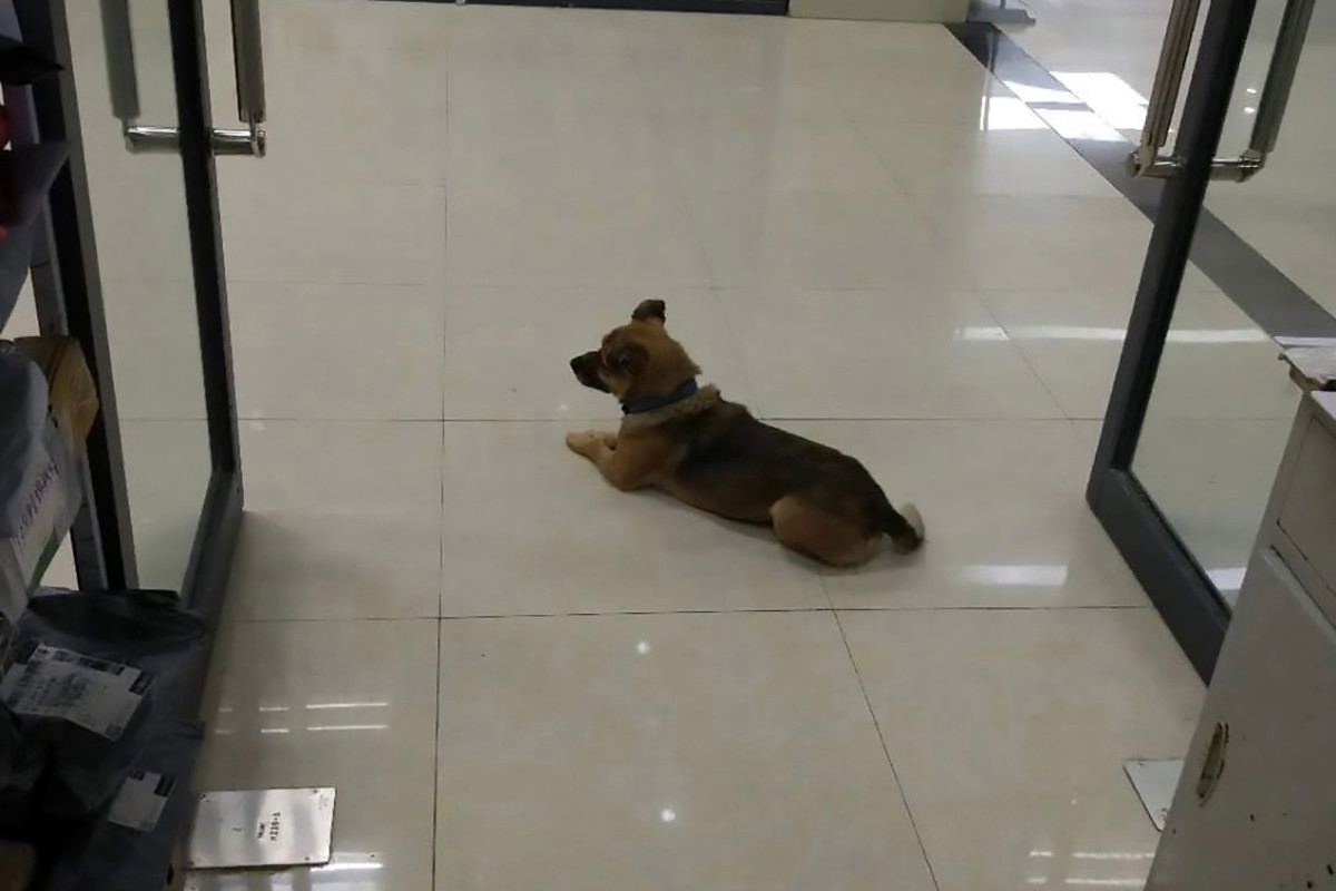The dog waits at the Wuhan hospital after the death of the owner's coronavirus