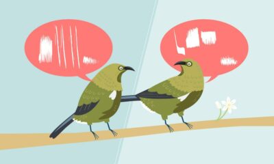 Birds don't all sing the same song. They have dialects too