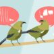 Birds don't all sing the same song. They have dialects too