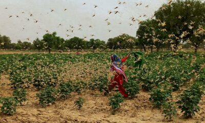 Indian Grasshopper: New Delhi is on high alert after desert locusts swarm in nearby Gurgaon