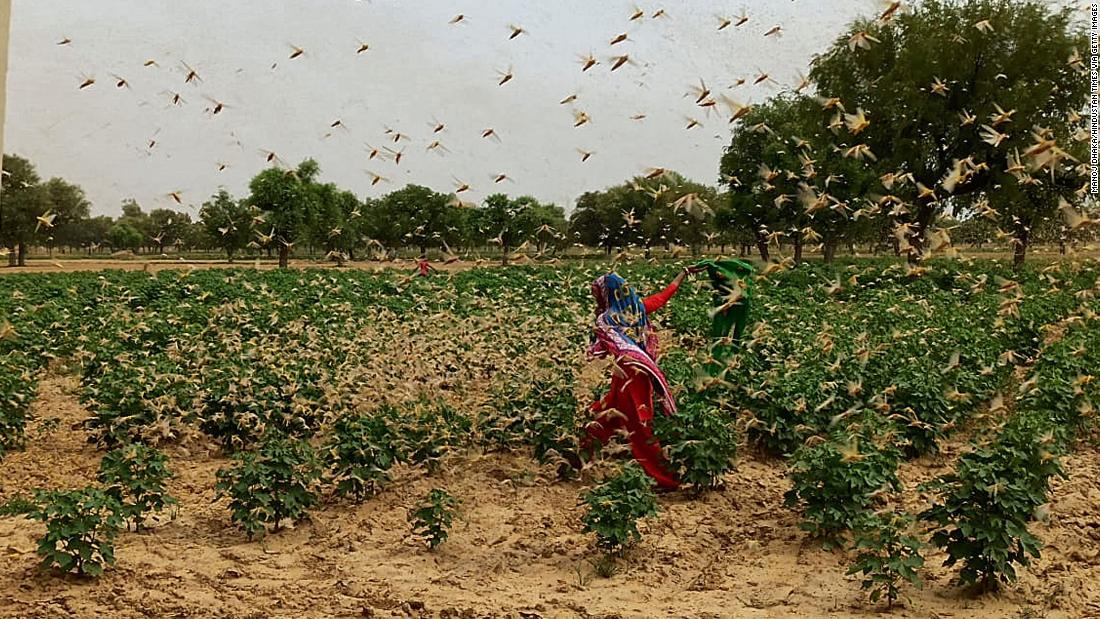 Indian Grasshopper: New Delhi is on high alert after desert locusts swarm in nearby Gurgaon