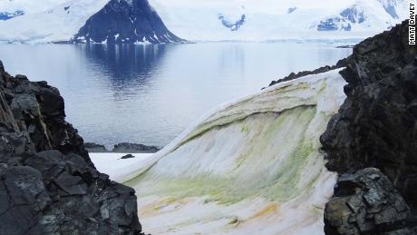 Snow turns green in Antarctica - and climate change will make it worse