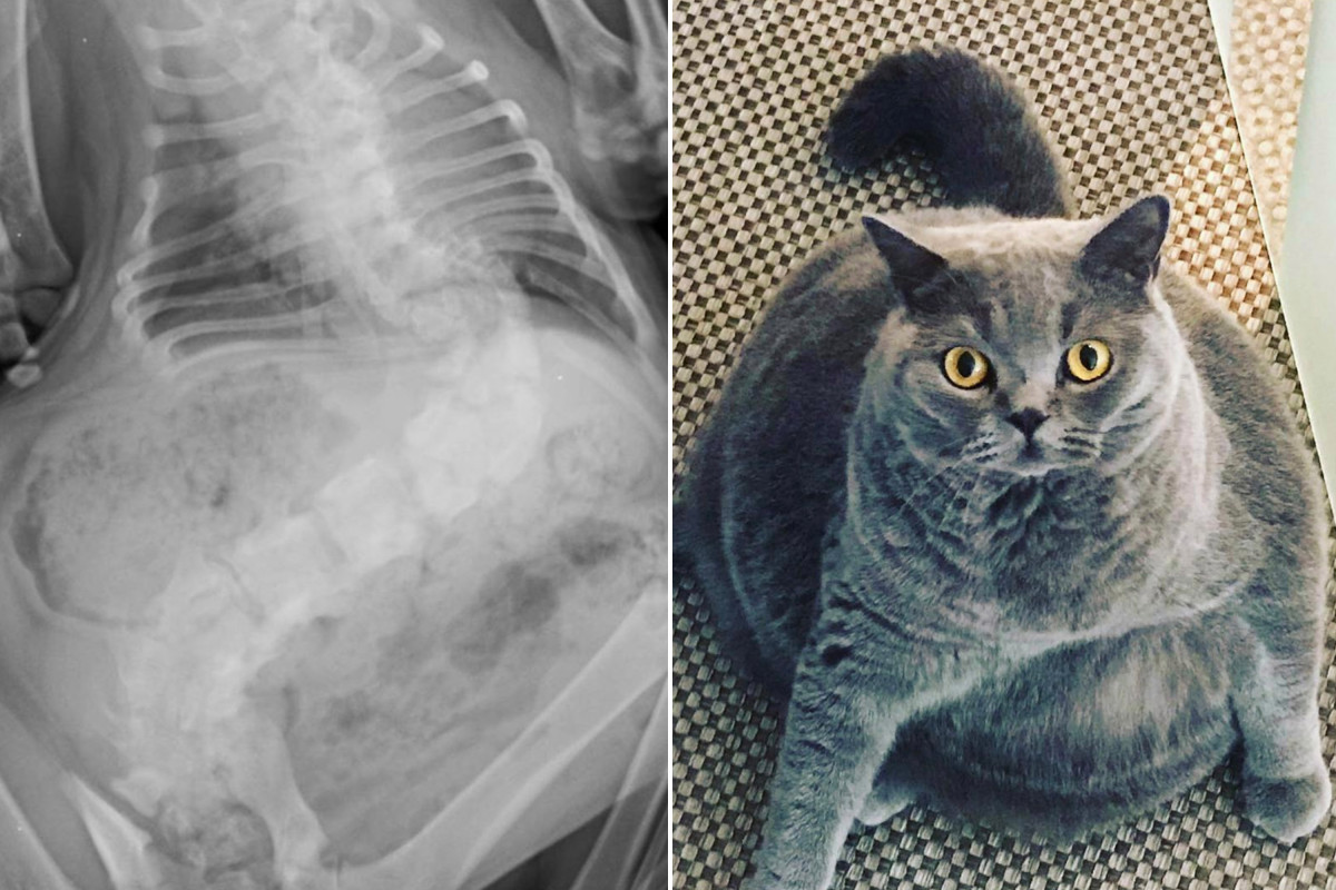 Chonky cats will be lowered - until the vet rescues him