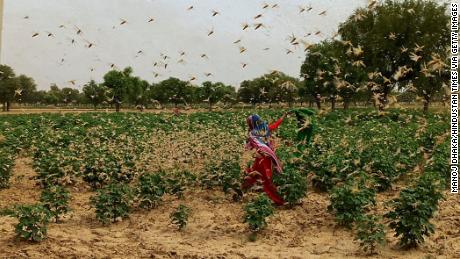 New Delhi was on high alert after desert locusts swarmed around nearby Gurgaon
