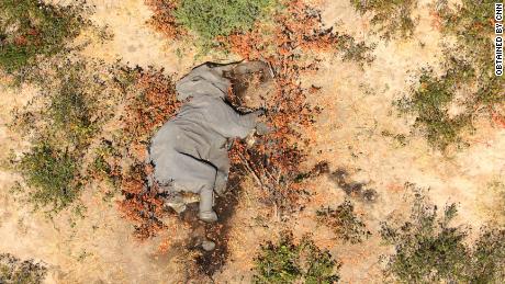 Images obtained by CNN show many elephants lying 