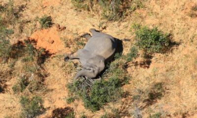 Botswana: More than 360 elephants die from mysterious causes