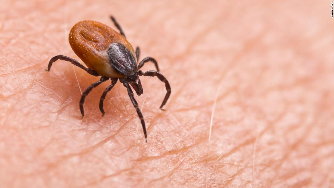 Why the tick season can be worse in the Covid-19 summer