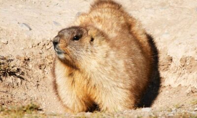 Bubonic plague: Russia cracks down on hunting marmots