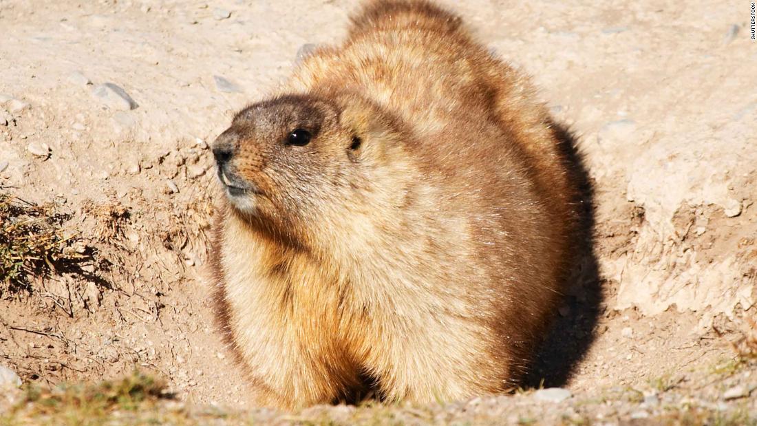 Bubonic plague: Russia cracks down on hunting marmots