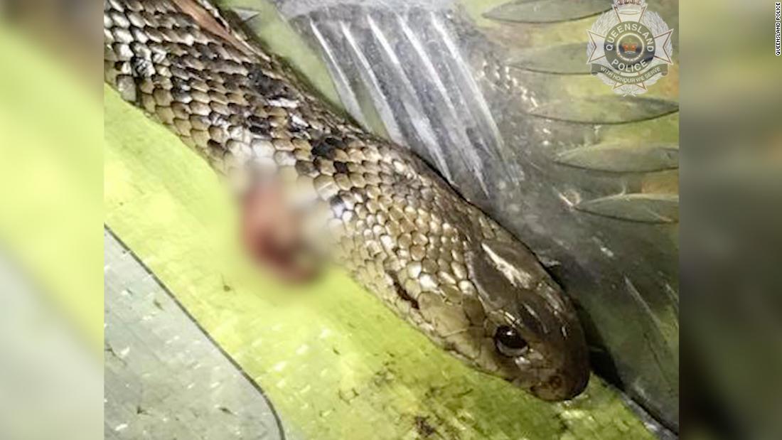 Humans fight against one of the deadliest snakes in the world while driving on the highway
