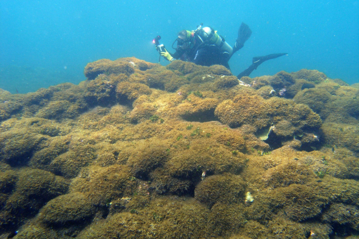 Aggressive seaweed hits one of the most remote reefs in the world