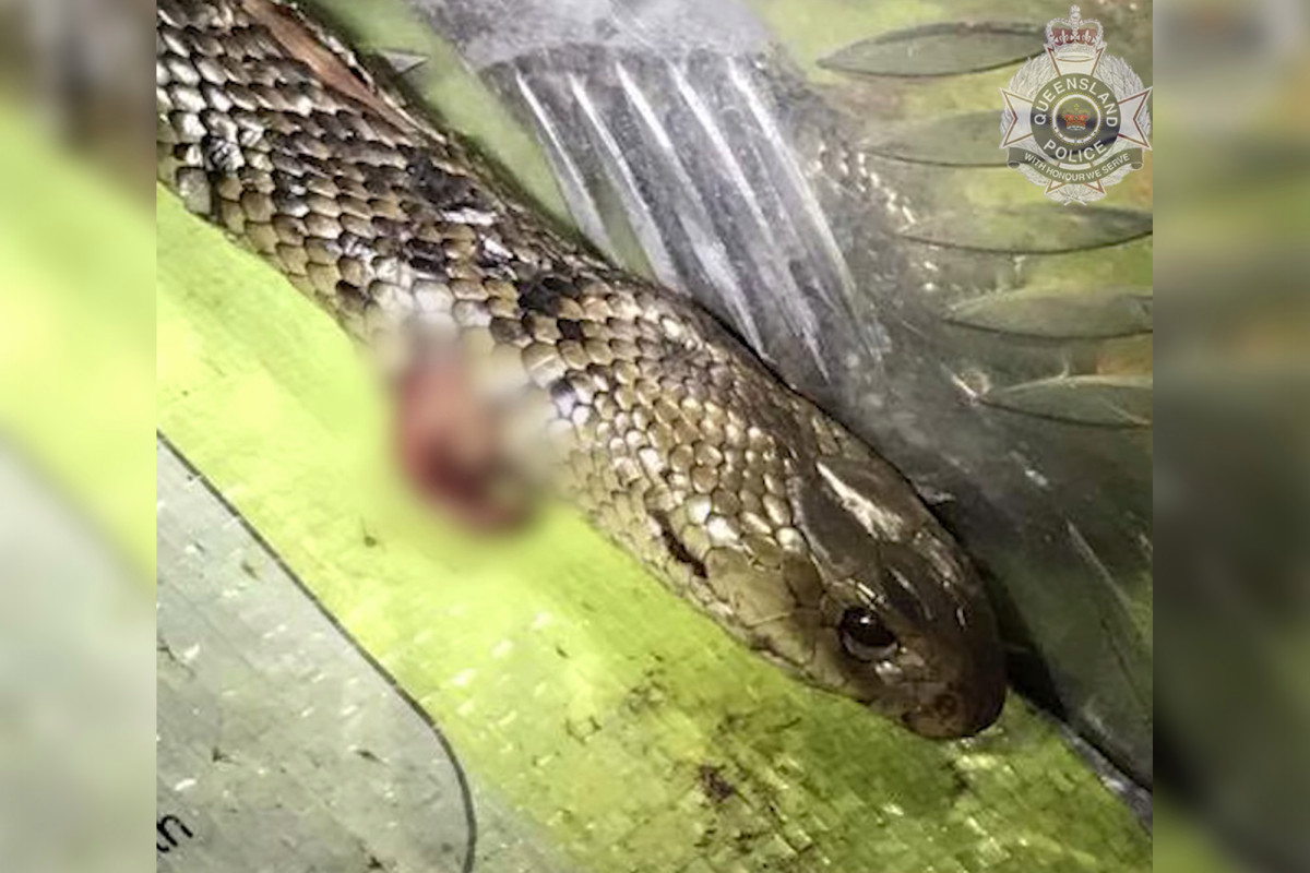 Australian men kill snakes while driving, pull over speeding to the hospital
