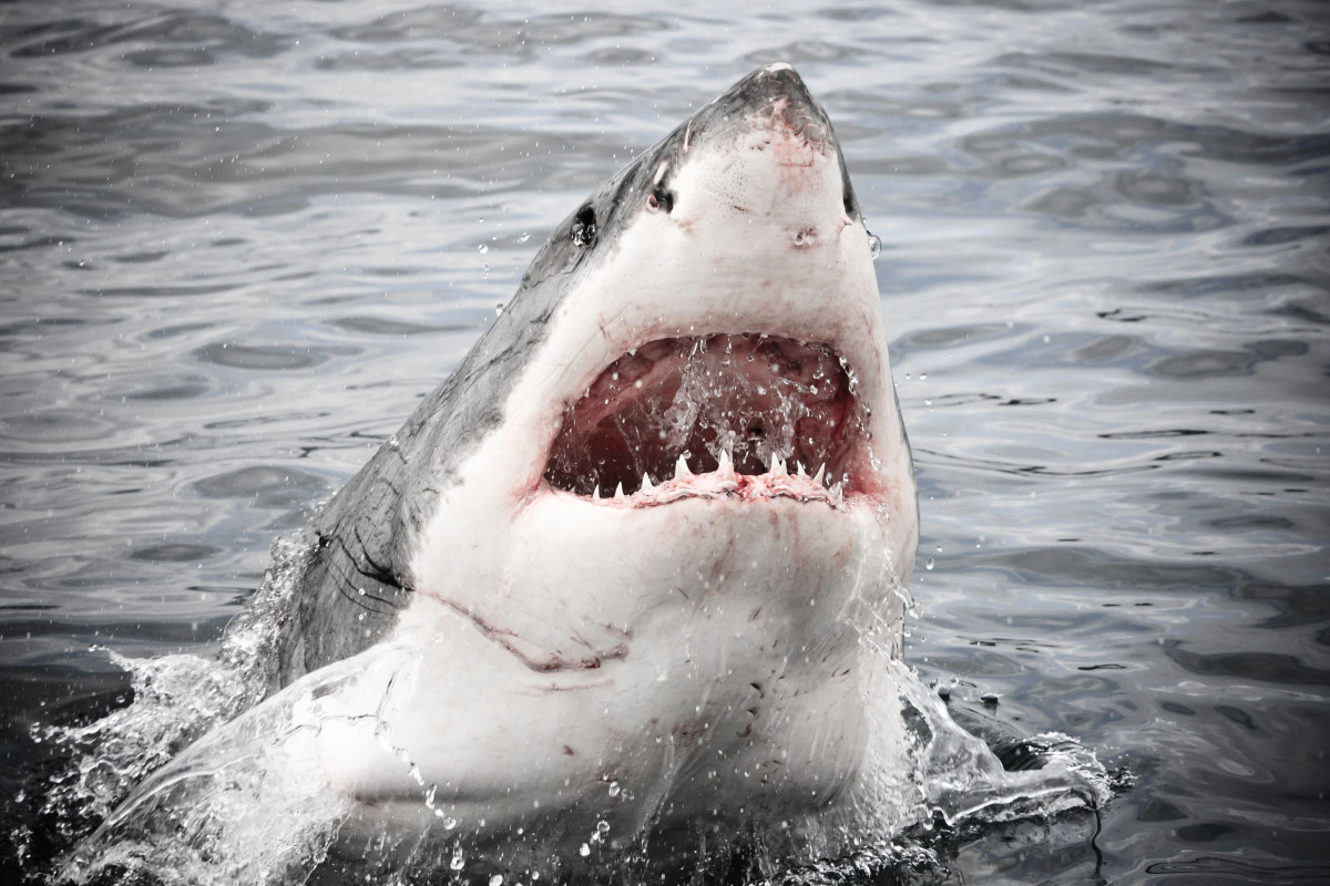 Woman killed in apparent shark attack while swimming in Maine