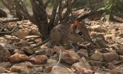 Tiny elephant shrew species documented in Horn of Africa for first time in nearly 50 years