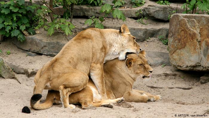 homosexuality among lions 