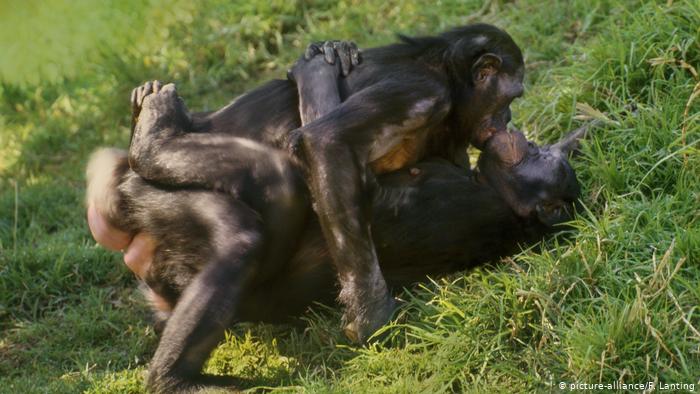 Two female pygmy chimpanzees have sex