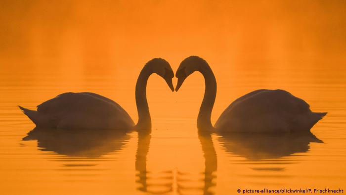 silhouette of two swans