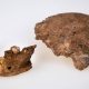 Fossils of mysterious archaic people found in Israel