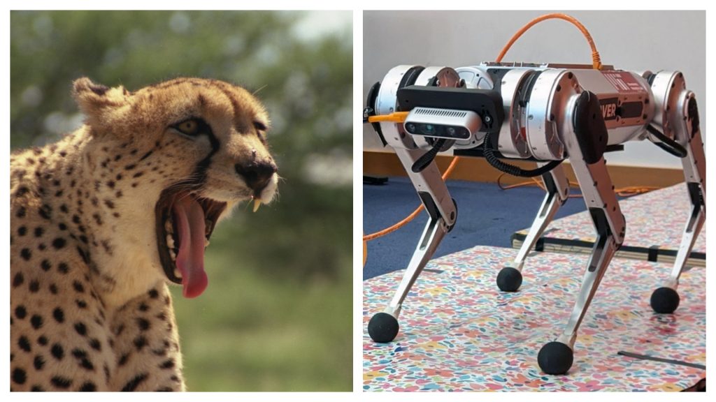 The montage shows a real cheetah next to "cheetah robot" what MIT taught to jump