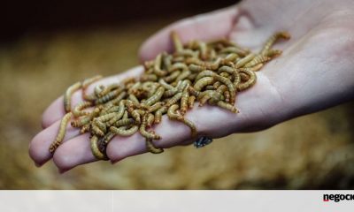 Portuguese consortium supplies $ 57 million to build three insect factories in Portugal - industry