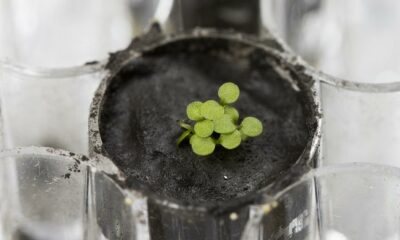 Scientists grow plants in lunar soil samples