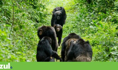 Created the first genomic catalog of endangered chimpanzees |  Primates
