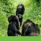 Created the first genomic catalog of endangered chimpanzees |  Primates