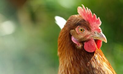 Saves clucking.  AI can be used to alleviate the suffering of chickens on intensive farms