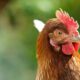 Saves clucking.  AI can be used to alleviate the suffering of chickens on intensive farms