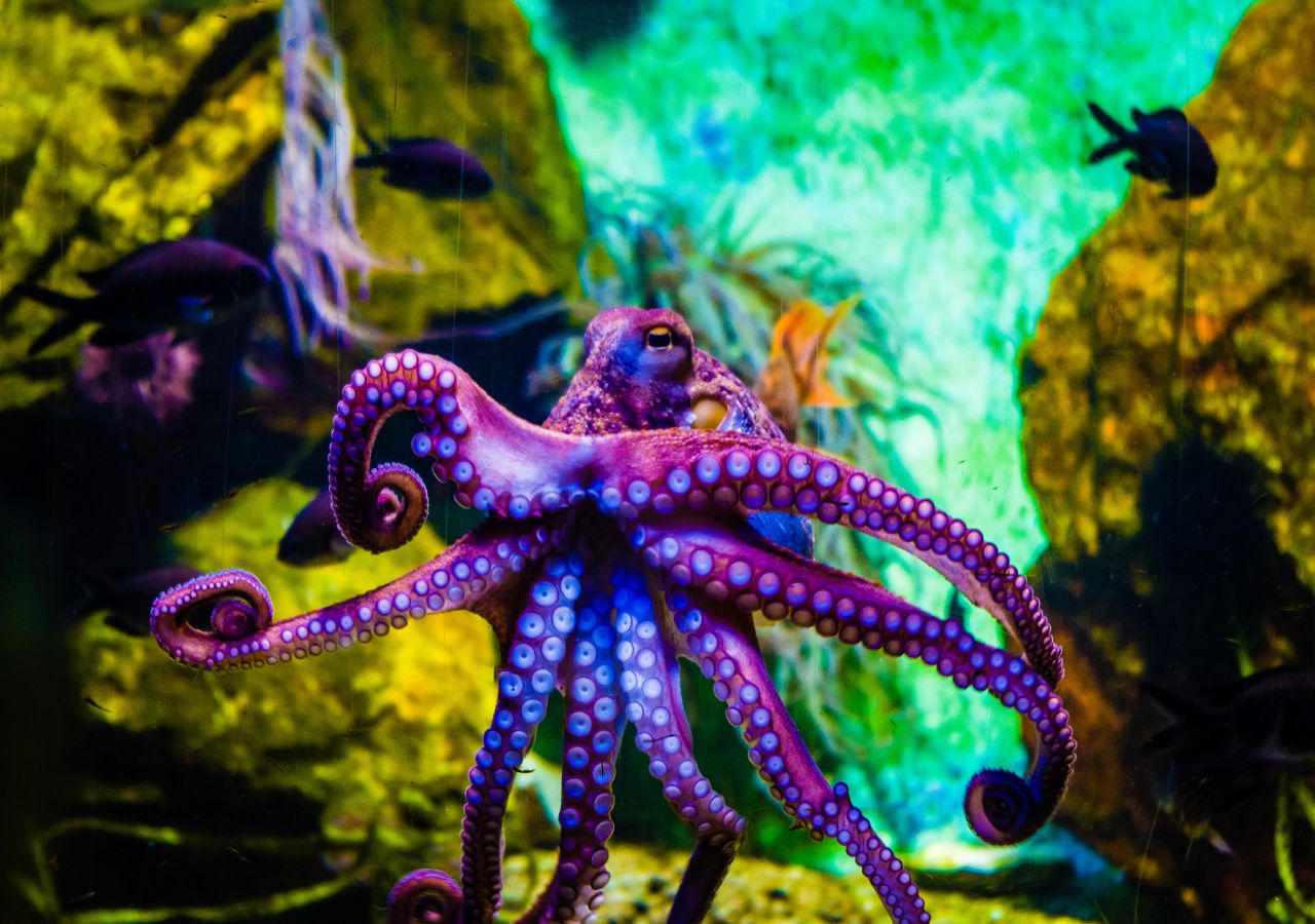 The great intelligence of the octopus and its similarity to the human brain