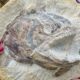 Rare fish fossil in 'fierce' pose found in pasture - Época Negócios
