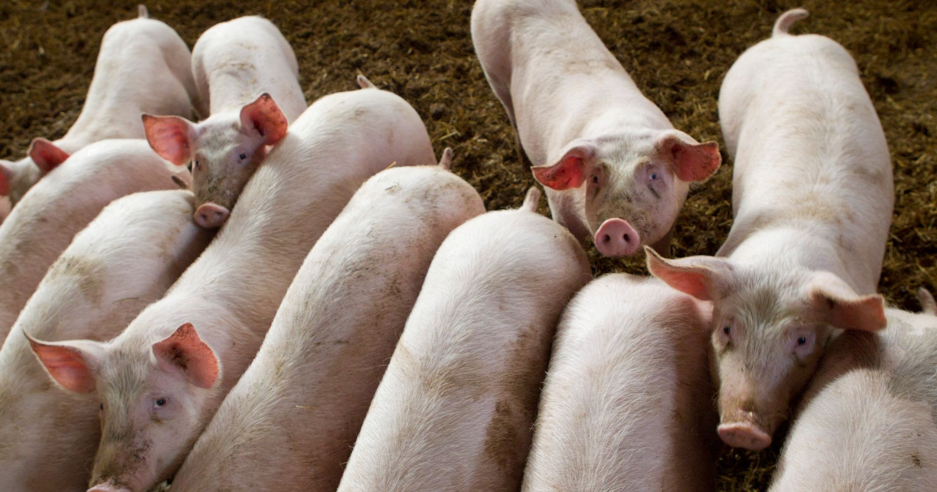 Scientists manage to 'revive' circulation and cell function in dead pigs