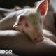 Scientists managed to bypass the law of death and resurrect pig organs - Observer
