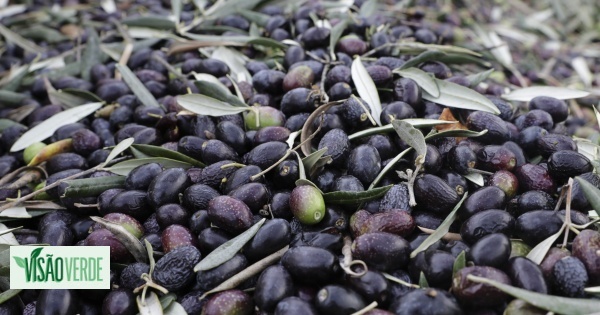 Abrantes farmers with some olives and honey warn of new realities