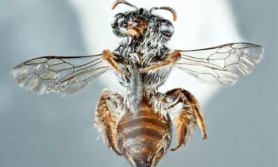 Discover strange bee species using a dog snout