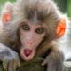 China to send monkeys into space to study reproduction